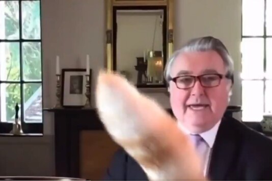 Scottish MP cat Rocco interrupted in the British committee video conference / @Alain_Tolhurst.