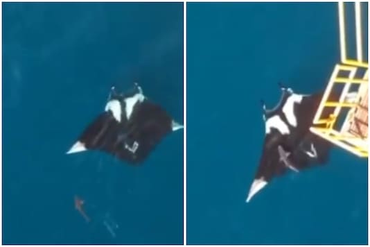 Nikhil Chinapa S Video Of Shark Riding On Giant Oceanic Manta Ray Leaves Twitter In Awe