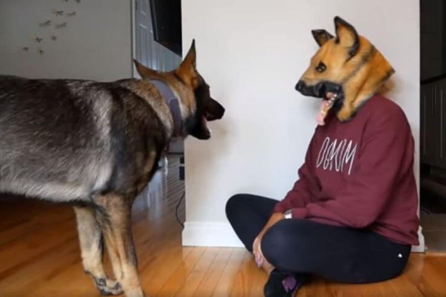 Human Mom Pranking Her German Shepherds With a Dog Mask is All You Need