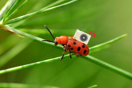 Scientists Have Created a Camera So Light and Tiny, That Beetles ...
