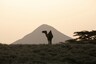 Camel in China Walks Over a Hundred Kilometres to Reunite With its Previous Owner