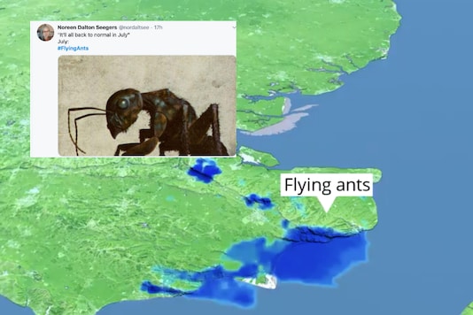 Britons celebrated Flying Ants Day on Friday as thousands of them took over skies | Image credit: Twitter Britons celebrated Flying Ants Day on Friday as thousands of them took over skies | Image credit: Twitter