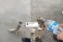 Video of Squirrel 'Pleading' for Water and Quenching its Thirst is Melting Hearts Online