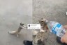 Video of Squirrel 'Pleading' for Water and Quenching its Thirst is Melting Hearts Online