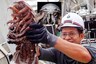 14-Legged 'Darth Vader' Cockroach Discovered in Deep-sea is Straight Out of Nightmares