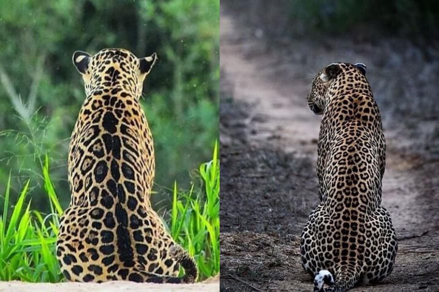Jaguar or Cheetah? Viral Quiz Between the Two Big Cats Has Left Twitter