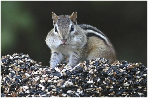 Cute But Destructive Chonky Chipmunks Wreak Havoc In Us Amid Abundance Of Acorns