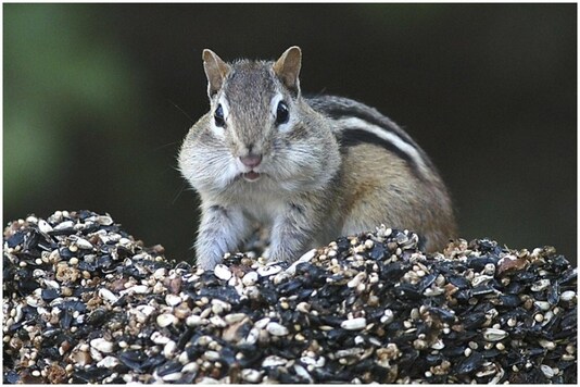 Chinky chipmunks are wrecking havoc in the US this Spring | Image credit: AP