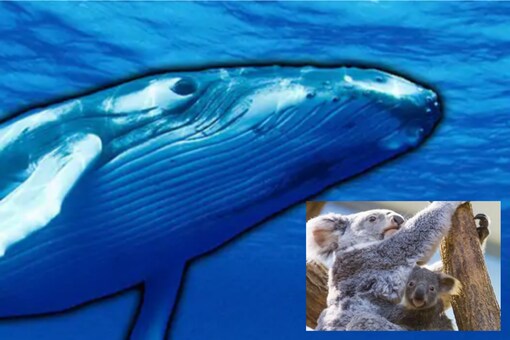 Polar Bears, Koalas, Blue Whales: The Animals Which are Heading Towards ...