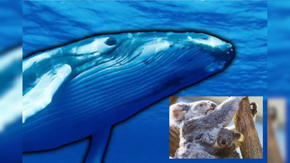 Polar Bears, Koalas, Blue Whales The Animals Which are Heading Towards