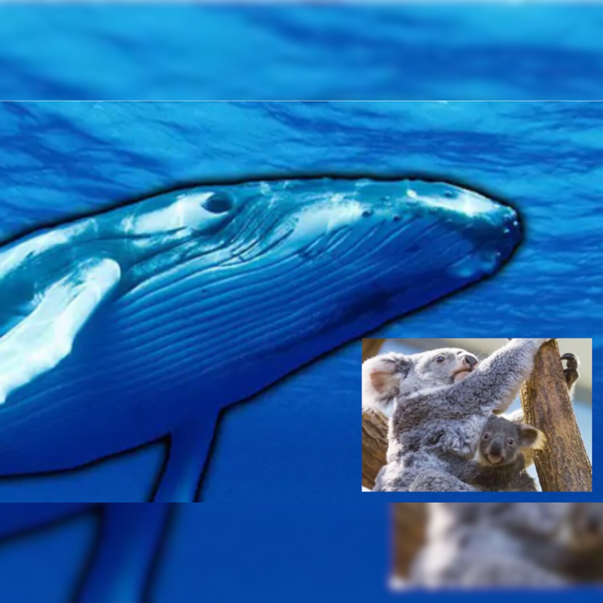 Polar Bears, Koalas, Blue Whales: The Animals Which are Heading Towards Extinction, Thanks to Humans Polar Bears, Koalas, Blue Whales: The Animals Which are Heading Towards Extinction, Thanks to Humans
