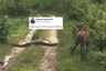 WATCH: Tiger Goes on Back Foot During Encounter With Python, Gives Way to Giant Reptile