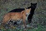 Photos of Black Panther and Leopard Couple Chilling in Kabini Forests of Karnataka Go Viral