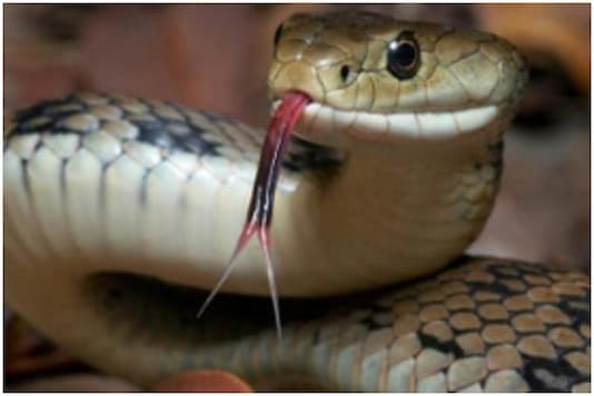 Cobra Prompts Investigation into Animal Trafficking after It Puts ...
