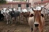 40 Cattle Die in Flood-hit Assam After Consuming Toxic Plant