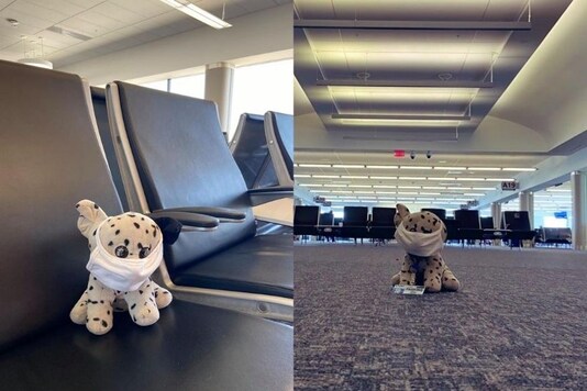 Special' Toy Dog That Got Lost Returns Home to Florida with Help ...