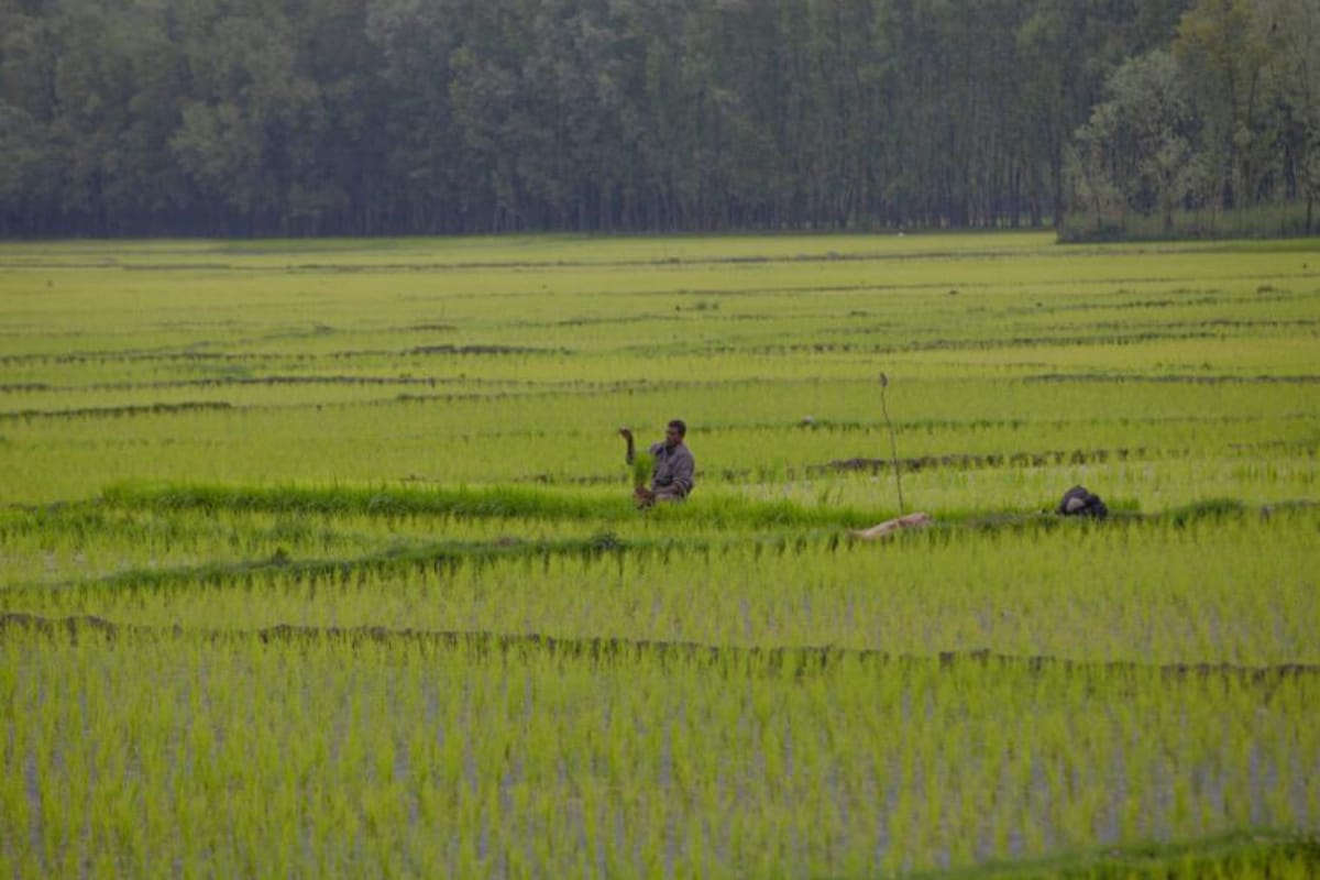 El cambio climático ha provocado que la productividad agrícola caiga un 21% desde la década de 1960