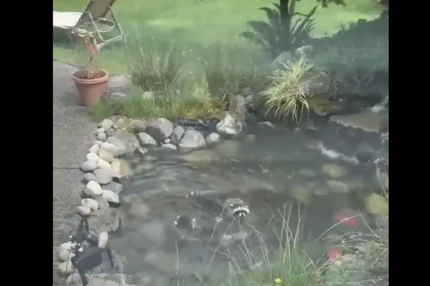 Why This Pond Looks Like Paradise with Kois Swimming Inside