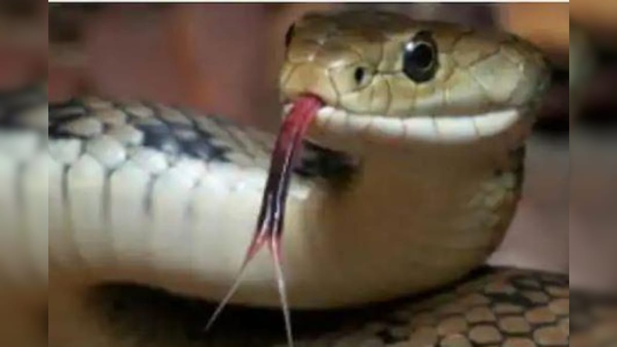 West Bengal: 2 cobras found in classroom in Jalpaiguri district