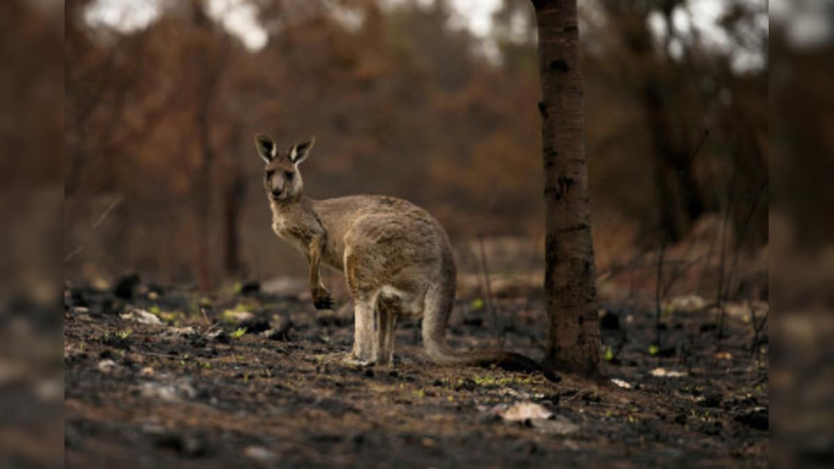 WWF Study Shows Nearly 3 Billion Animals Killed or Displaced in Australian Bushfires of 2019 & 2020