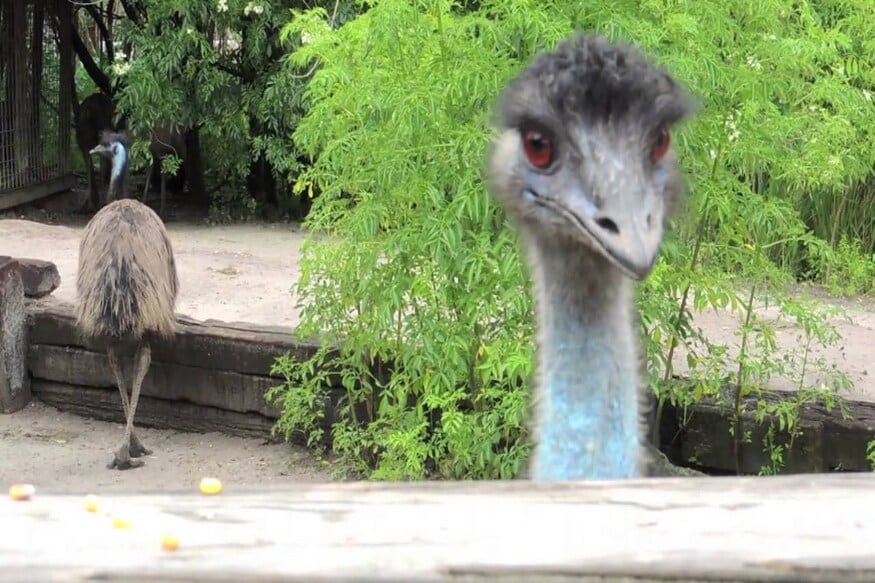 Australian Pub Bans Misbehaving Emus for Stealing Guests' Food
