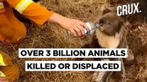 Australian Bushfire Cases three Times More Devastating Than Previous Estimates: WWF Report Australian Bushfire Cases three Times More Devastating Than Previous Estimates: WWF Report