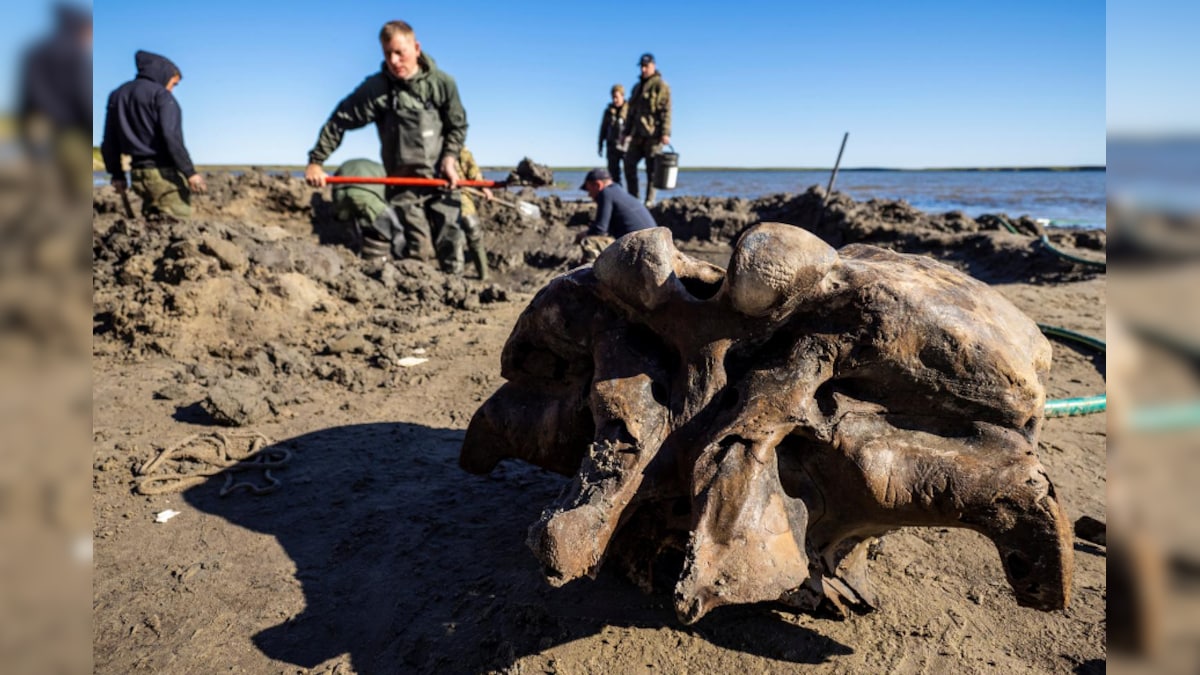 Russian Scientists Unearth Bones of Woolly Mammoth That Roamed Earth 10,000 Years Ago