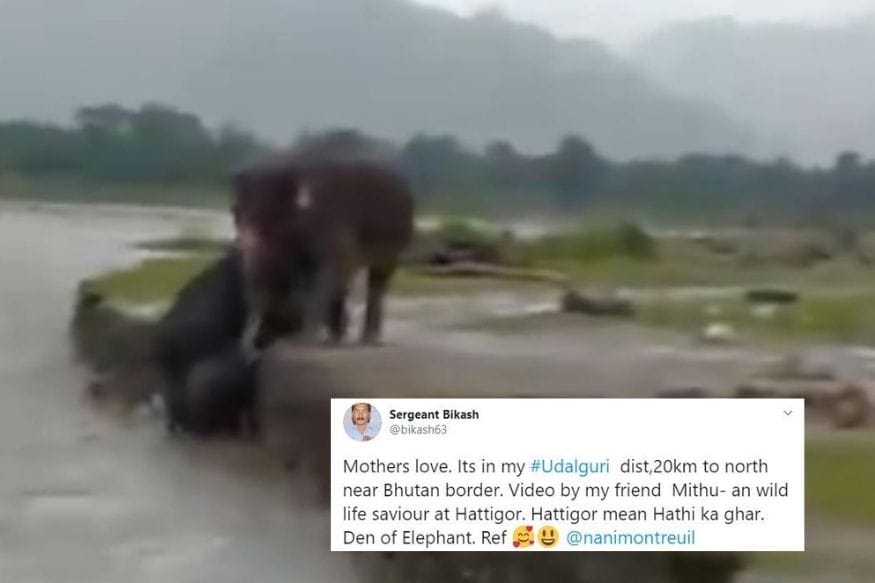 Elephant Mother Helps Baby Jumbo Cross River in Flood-hit Assam ...