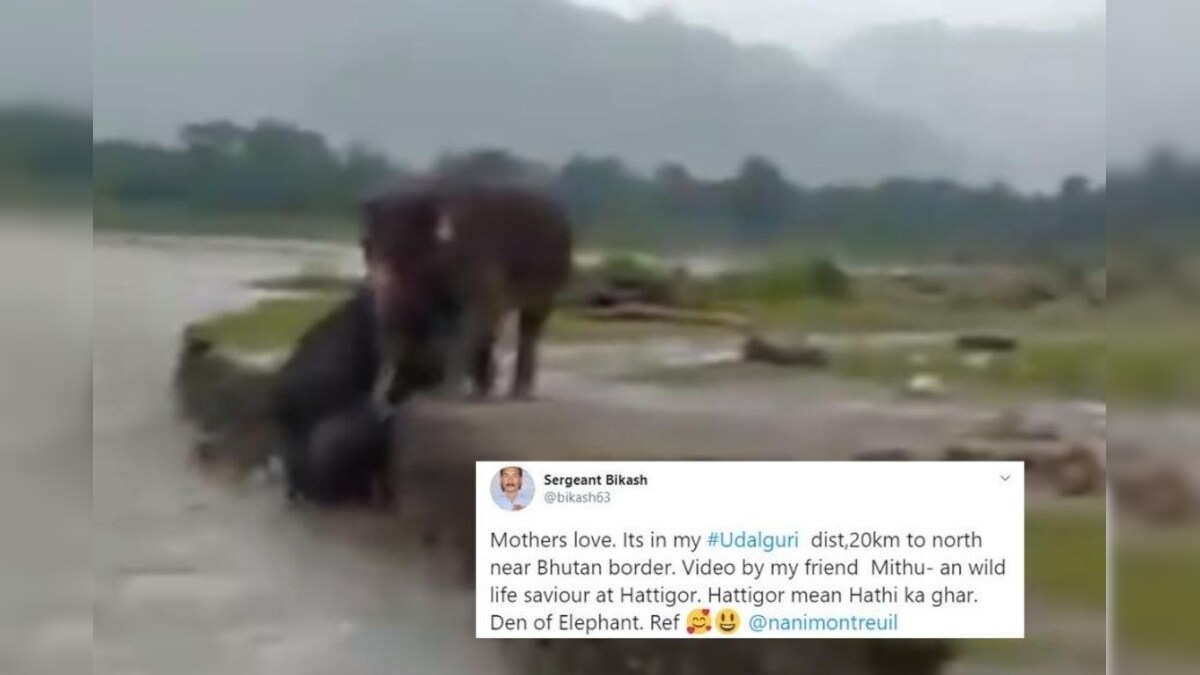 1200px x 675px - Elephant Mother Helps Baby Jumbo Cross River in Flood-hit Assam, Video Goes  Viral - News18