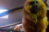 Monkey Siblings Hang on a Tree Branch Munching Snacks, Adorable Video Goes Viral