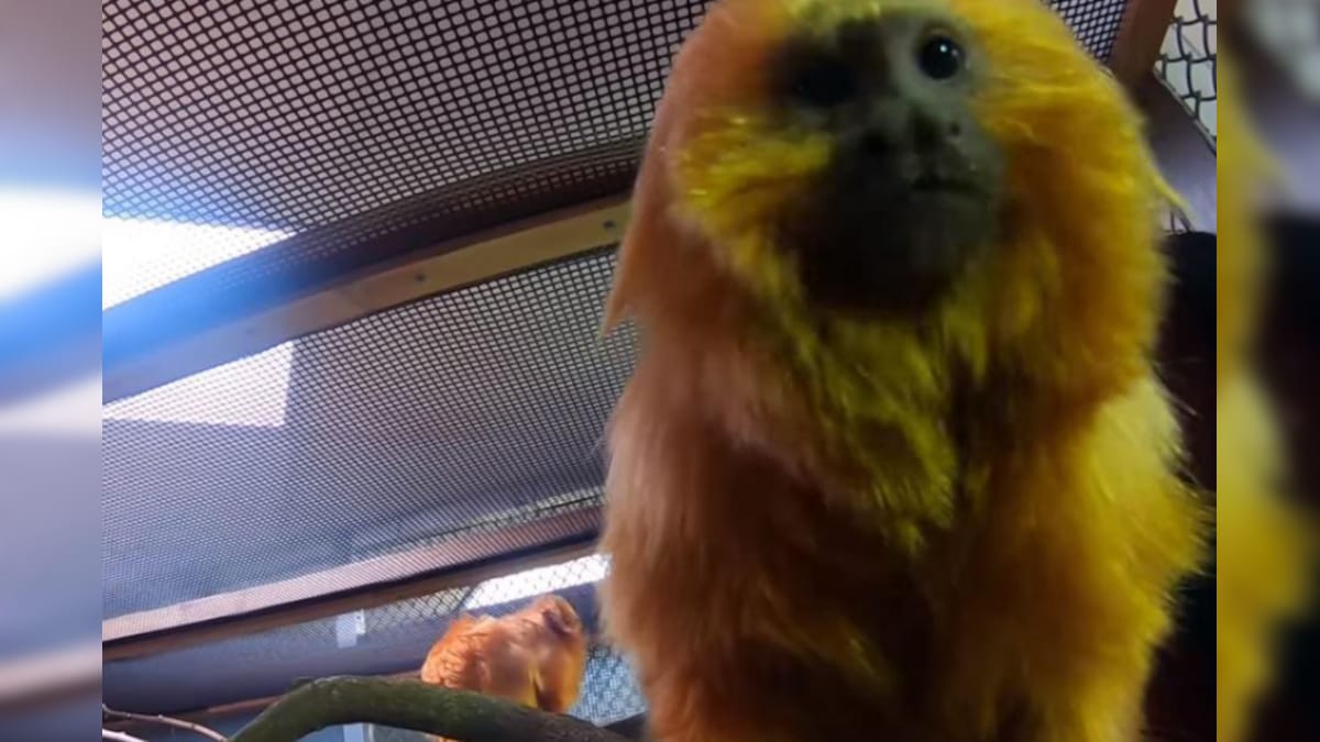 Monkey Siblings Hang on a Tree Branch Munching Snacks, Adorable Video Goes Viral