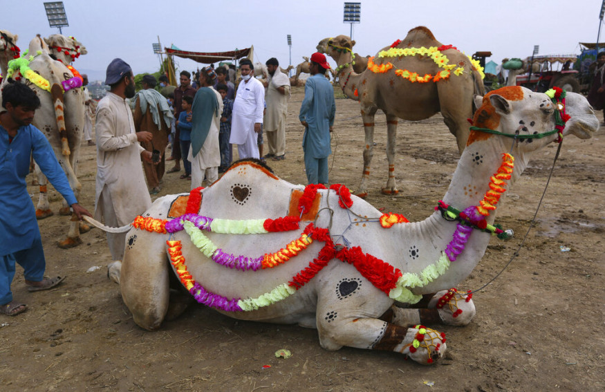 Eid Al Adha 2020: Muslims Around The World Gear Up To Celebrate The Animal Sacrifice  Festival
