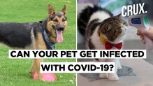 First Dog To Test Positive For COVID-19 In The US Dies