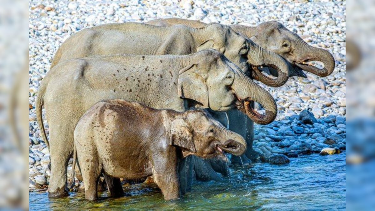 How Many Elephants Can You Spot in This Perfect Shot? Viral Photo Has