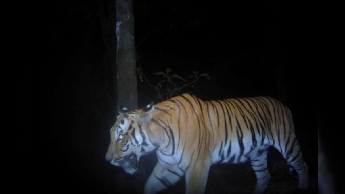 'Very Excited With This Discovery': New Tigers Spotted in Thailand After 4 Years, Raising Conservation Hopes