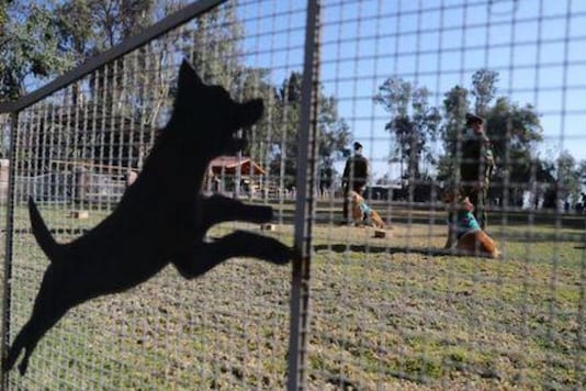 Chilean Police Train Dogs to Sniff Human Sweat to Detect Covid19