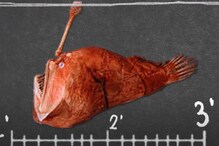Male Anglerfish Gives up On 'Essential' Immune System to Mate With its Partner