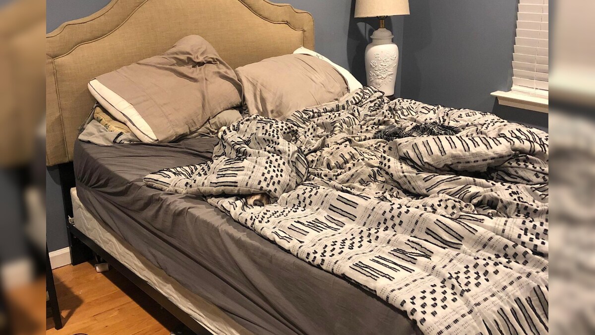 This Viral Photo on Reddit Has a Dog Hiding in Plain Sight. Can You