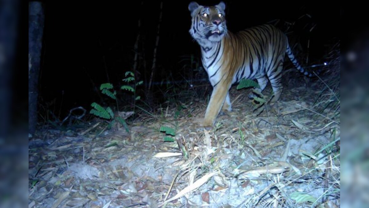 WATCH: Footage of Endangered Tigers Captured First Time in Four Years in Thailand