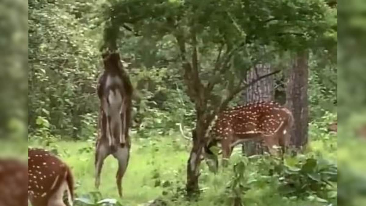 WATCH: Viral Video Of Deer Standing On its Hind Legs To Eat From a Very Tall Tree