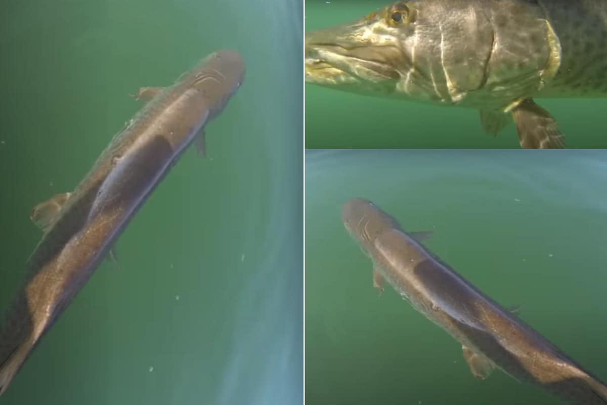 US Woman Attacked and Dragged Underwater in a Gruesome Muskie Attack