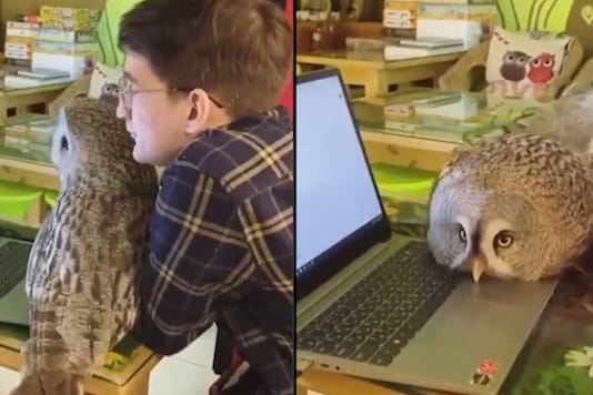 A Russian Cafe Has Employed Owls to Entertain Visitors, People are ...