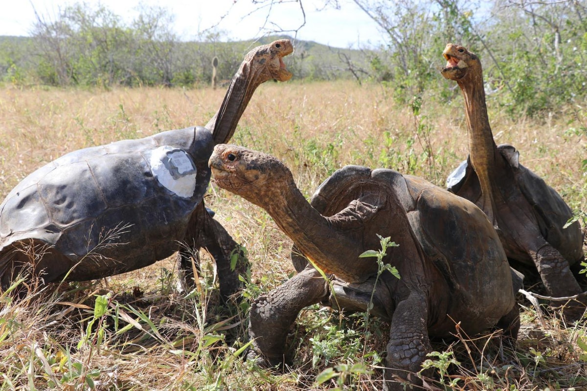 Herbivores Are At a Much Higher Risk of Extinction than Predators