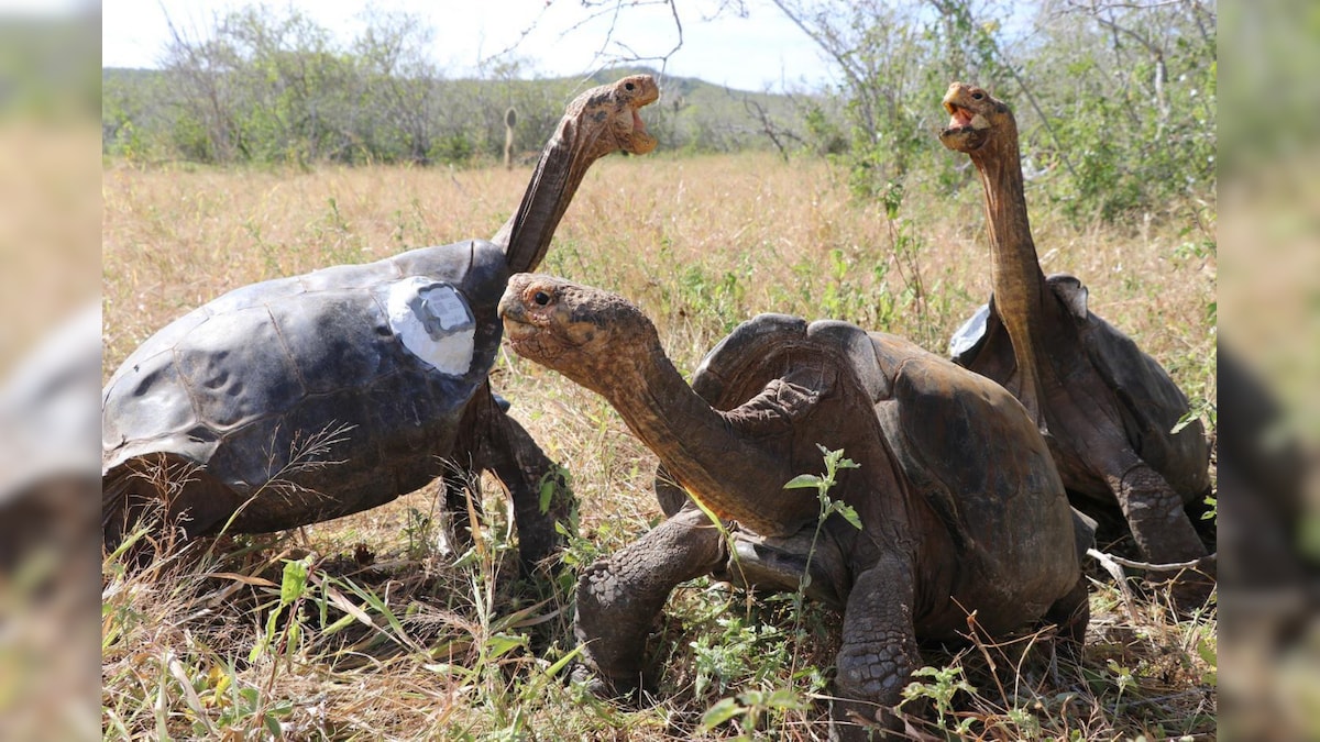 Herbivores Are At a Much Higher Risk of Extinction than Predators, Finds Study