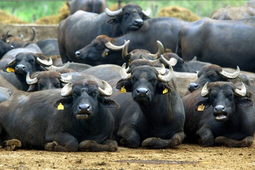(Image for representation) A herd of buffaloes. (Credit: REUTERS) 