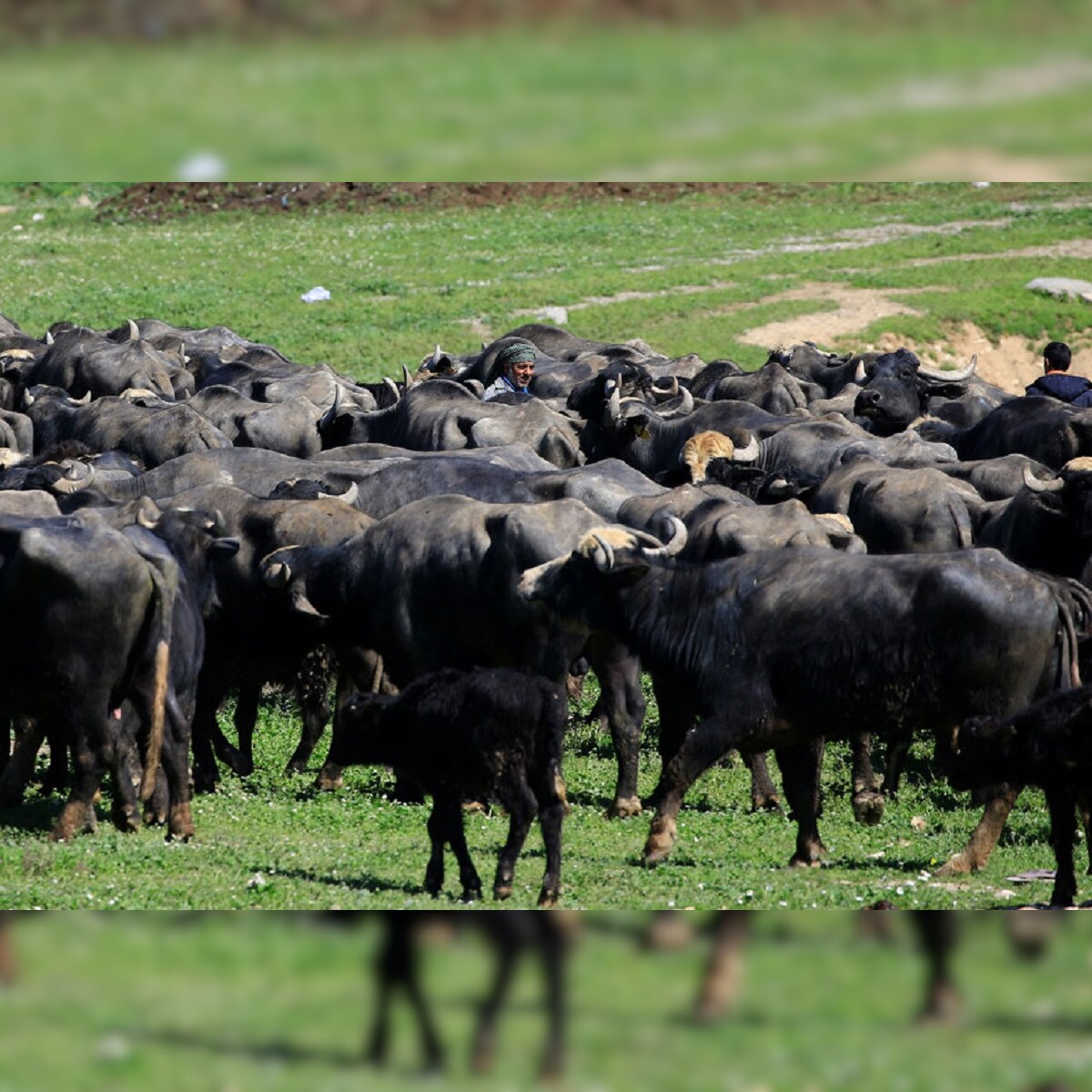 India's Batch of IVF Buffalo Calves Born Amidst Coronavirus Lockdown