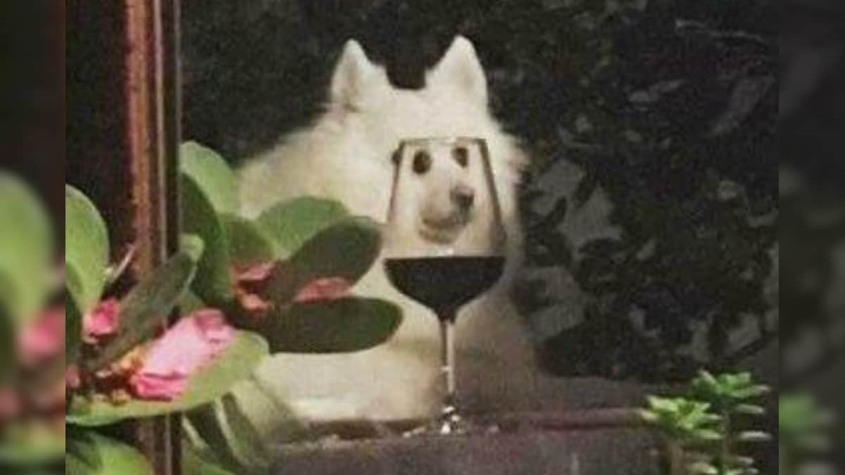 Can Dogs Get Cuter? Apparently They Can If You Put a Wine Glass in