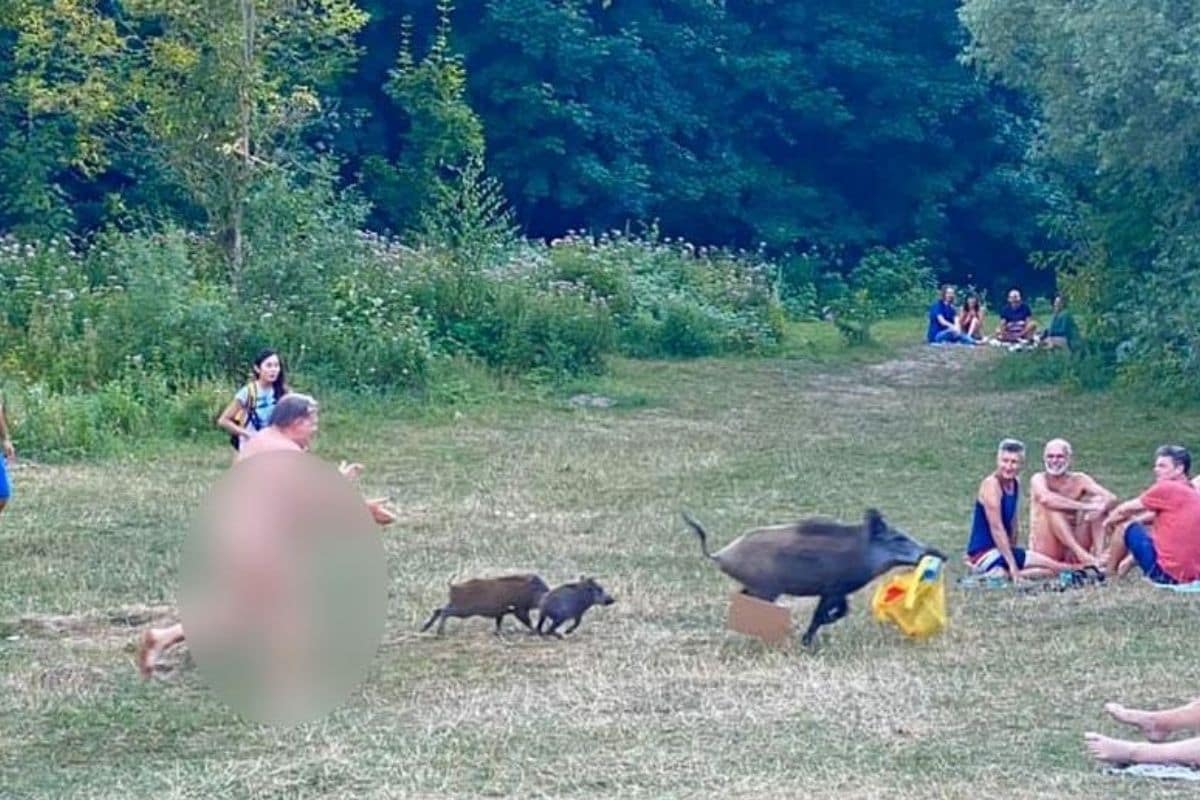 Sunbathing German Nudist Runs the 'Naked Mile' to Chase Boar That ...