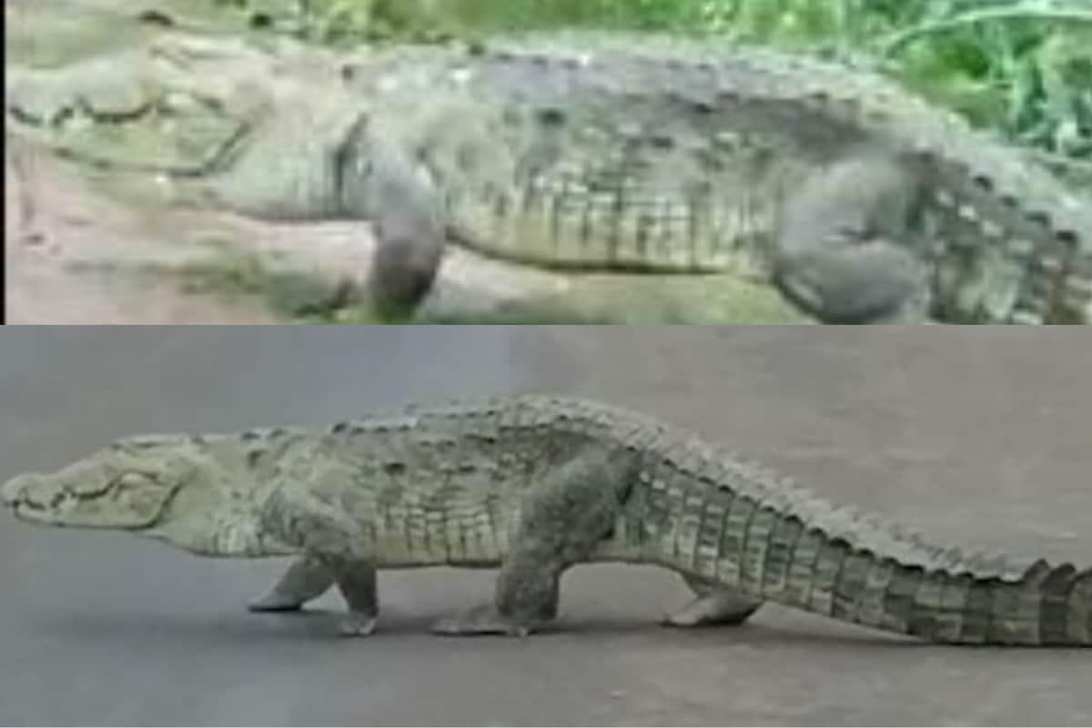 Crocodile Casually Walks on Madhya Pradesh Highway, Video of ...