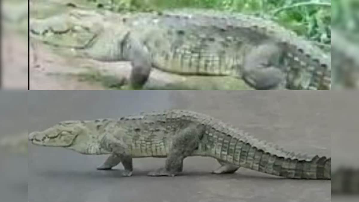 Crocodile Casually Walks on Madhya Pradesh Highway, Video of Reptile's Outing Goes Viral